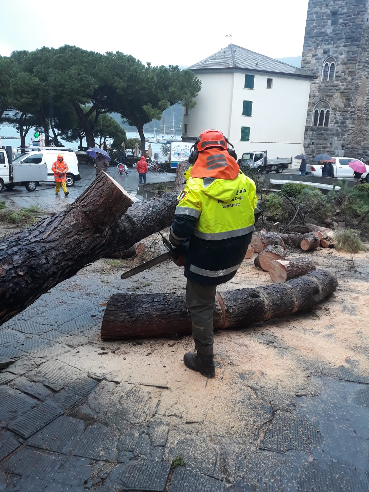 A Porto Venere crolla un pino nella piazza del paese