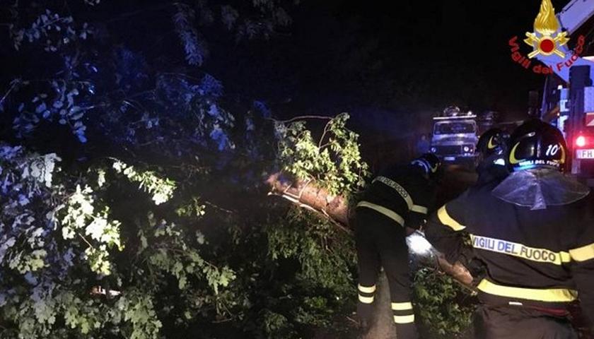 Vento forte sulla Liguria, crollano alberi a Genova e nel chiavarese  