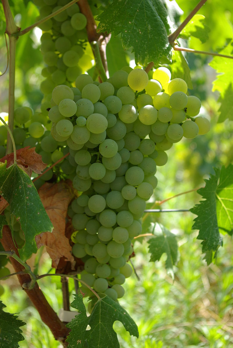 La Spezia si conferma prima provincia vitivinicola della Regione