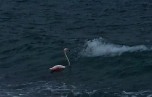 Dopo le orche e la passera scopaiola, avvistato un fenicottero rosa ad Arenzano