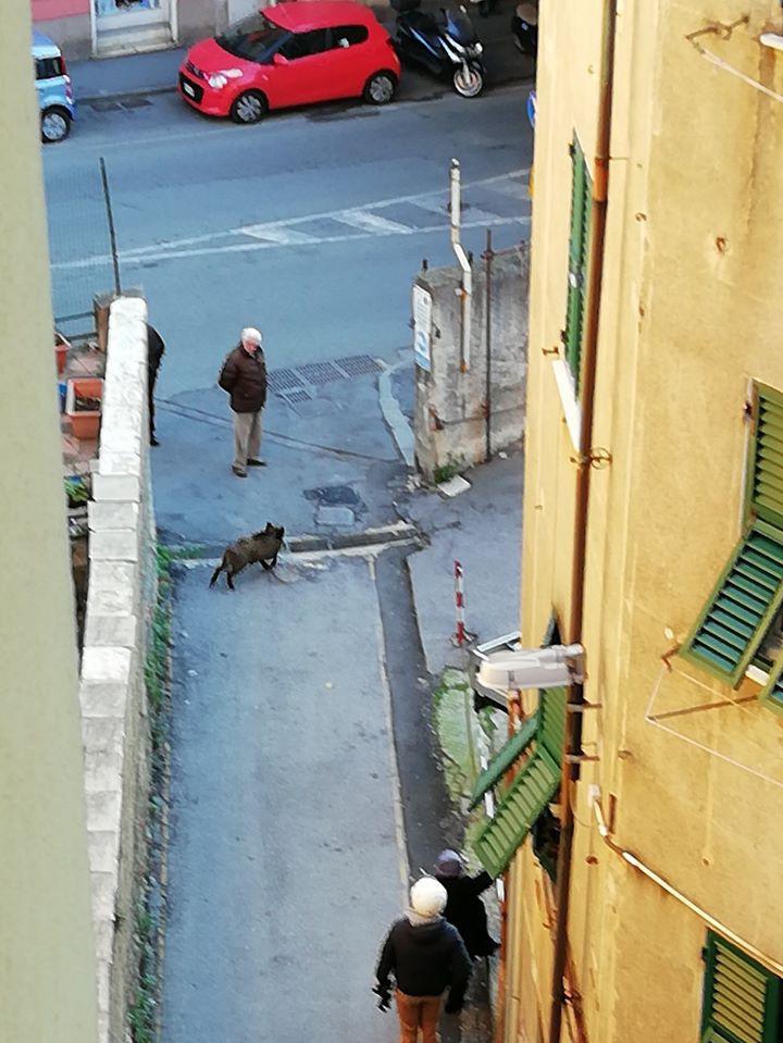 Cinghiale a spasso in viale Modugno, 