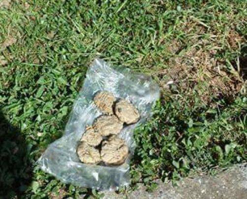 Bocconi avvelenati nei parchi, l'Enpa denuncia il pericolo per gli animali