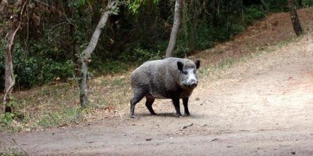 Spara ma sbaglia mira, il cinghiale gli lacera il braccio: cacciatore ferito
