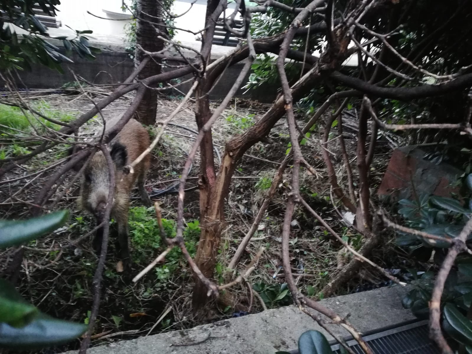 Genova, scorribanda di cinghiali per le vie di Oregina