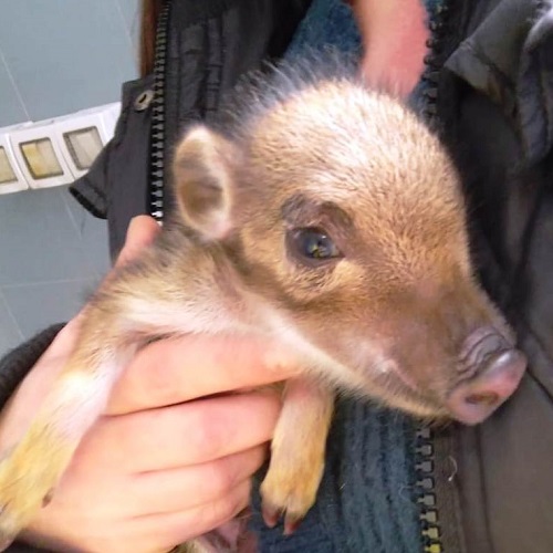 Cucciolo di cinghiale orfano salvato dai volontari, la madre uccisa dai cacciatori
