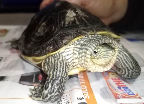 Tartaruga abbandonata cerca casa, l'appello di Enpa: 