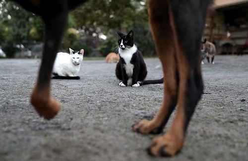 Coronavirus e animali, l'appello di Paola: 