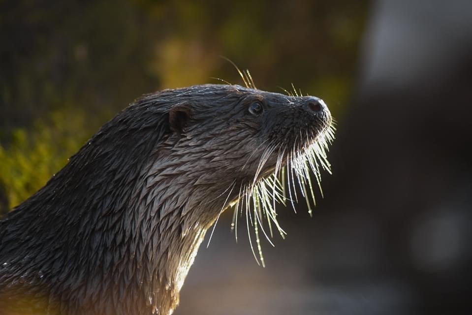 Specie rare, dopo trent’anni avvistata la lontra in Liguria