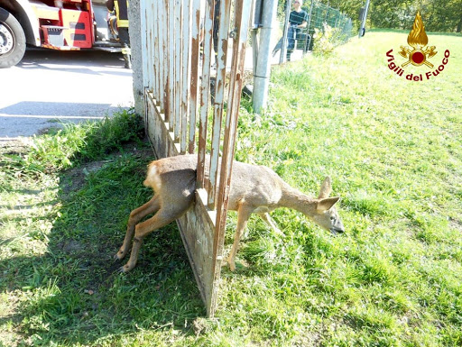 Capriolo si incastra in una ringhiera, salvato dai vigili del fuoco