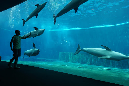 Dal 28 maggio riapre al pubblico l'Acquario di Genova 