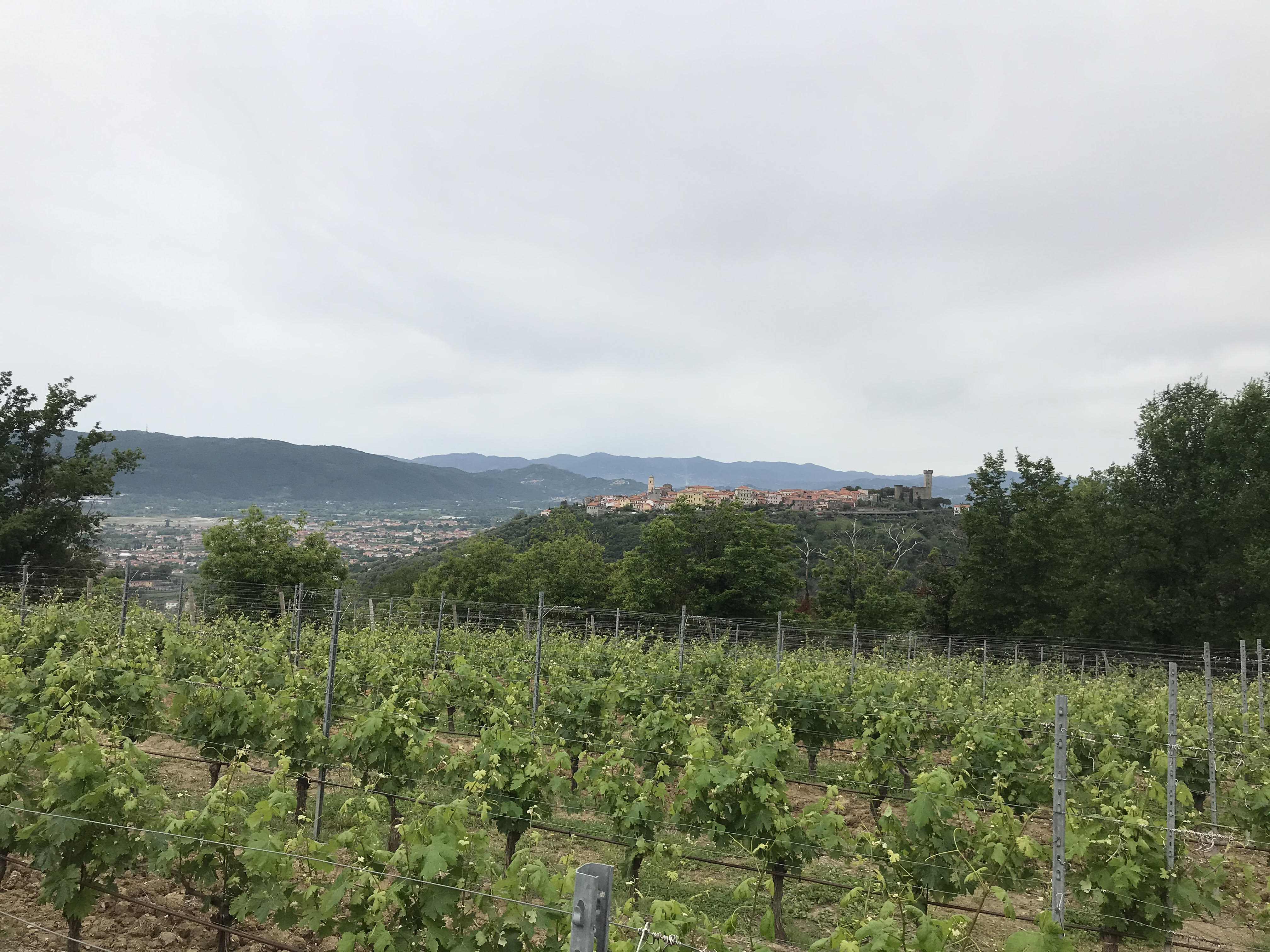 Stasera alle 21 le vigne dello spezzino tra ansie e speranze post Coronavirus