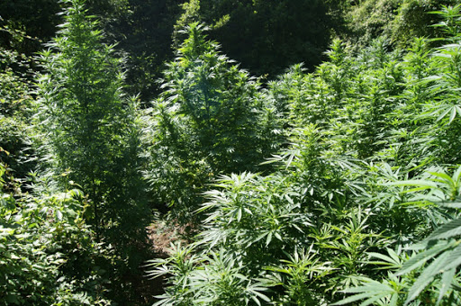 Maxi sequestro di droga: piantagione di marijuana da 4,5 mln di euro 