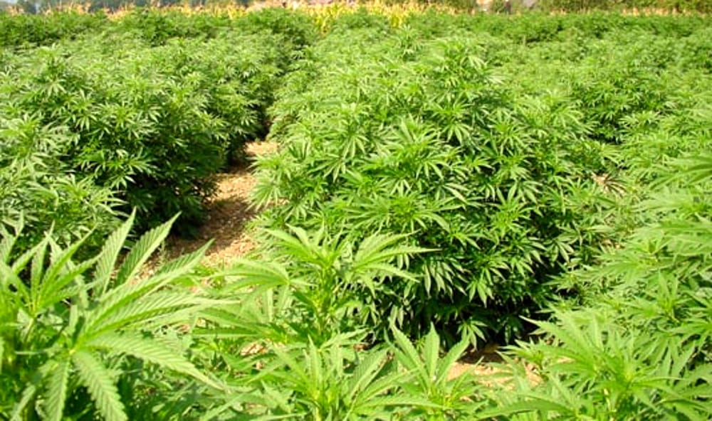 Scoperta piantagione di marijuana, due arresti a Varazze