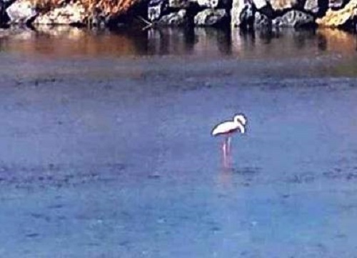 Fenicottero in difficoltà, i volontari dell'Enpa lo soccorrono 
