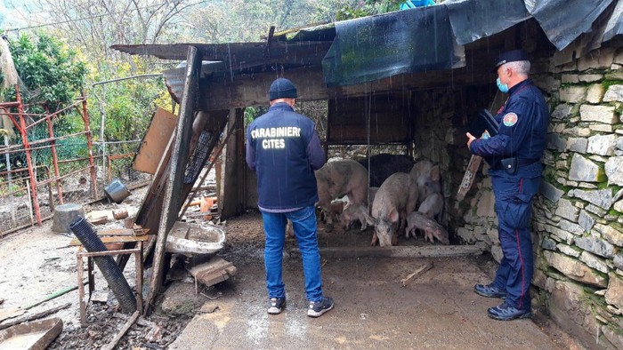 Scoperto allevamento suini in gravi condizioni a Camogli, una denuncia