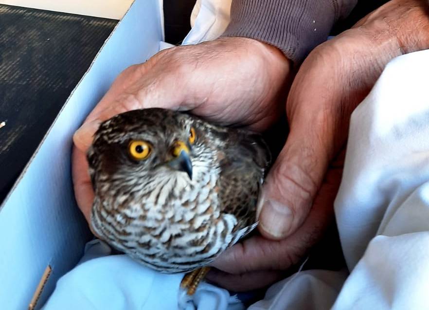 Piana Crixia, soccorso sparviere dalla Protezione Animali savonese