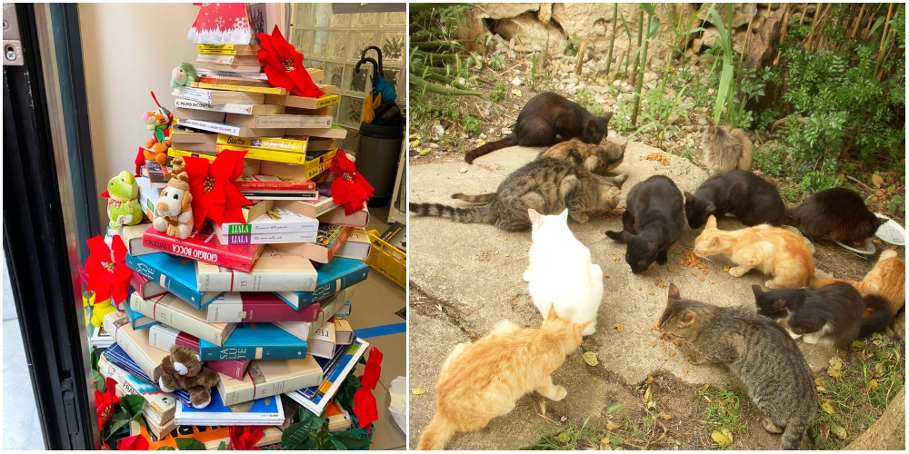 Dai volontari dell'Enpa l'albero di Natale di libri per aiutare le colonie feline