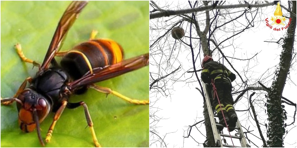 Api, incubo vespa velutina: si moltiplicano le segnalazioni in Liguria