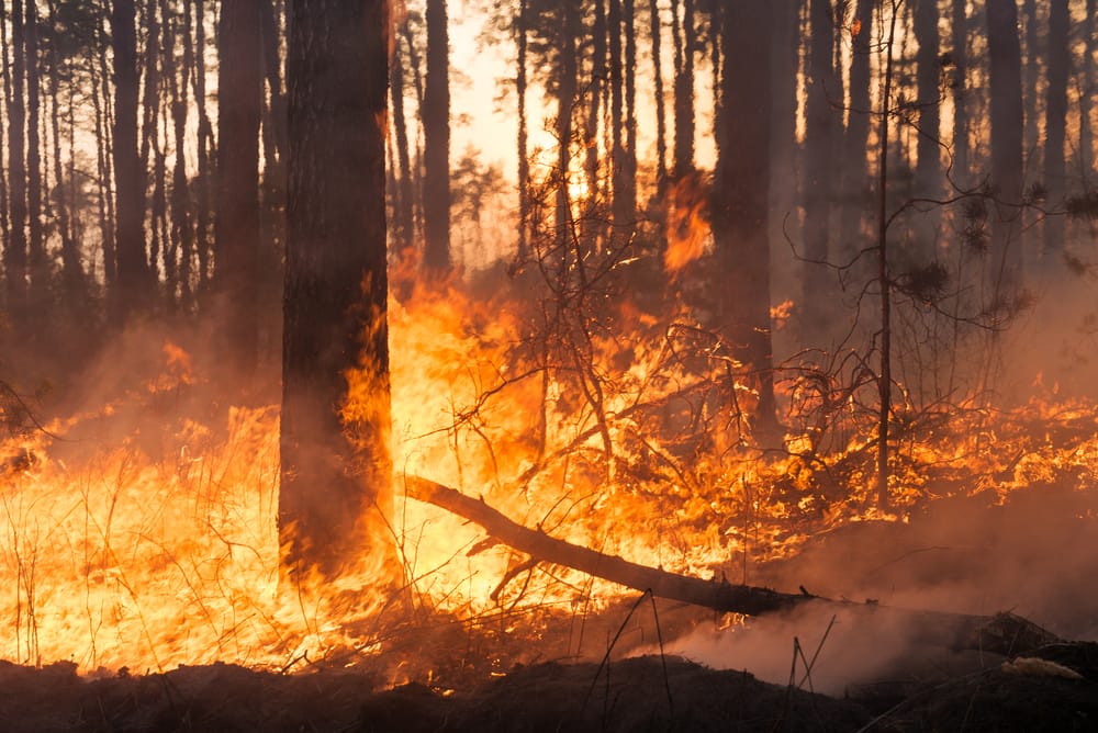 Appiccò quattro incendi nei boschi, piromane condannato a 18 mesi