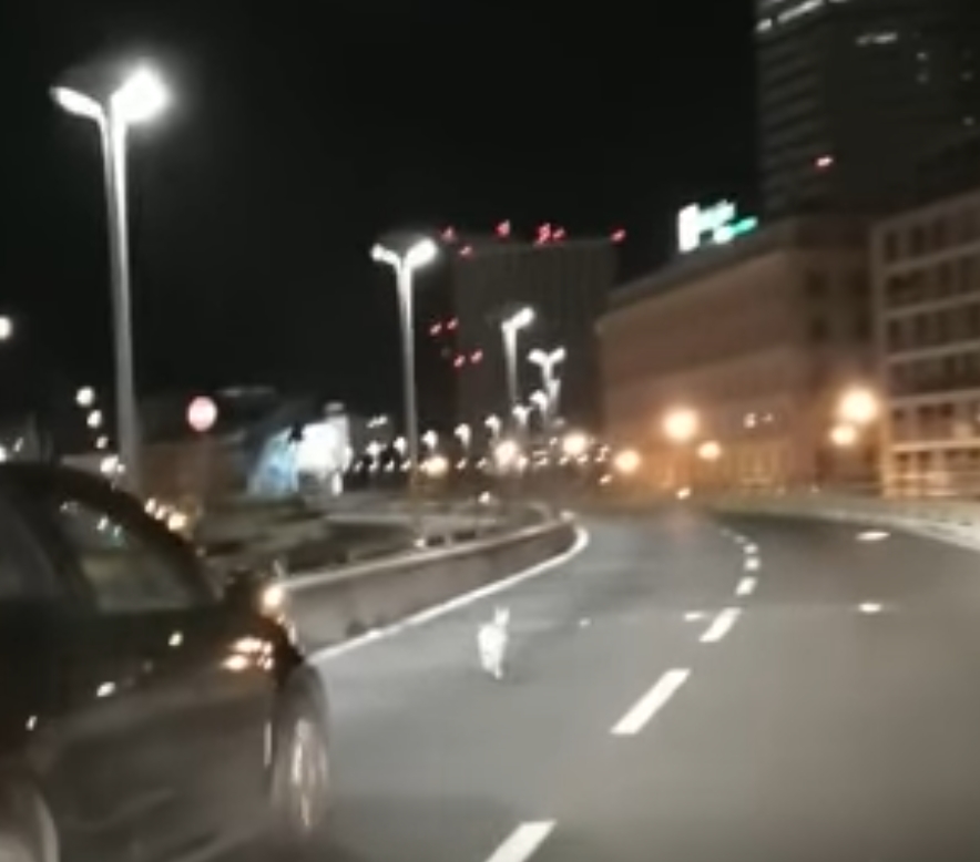 Genova, lepre in Sopraelevata: l'Enpa bacchetta gli autori del video