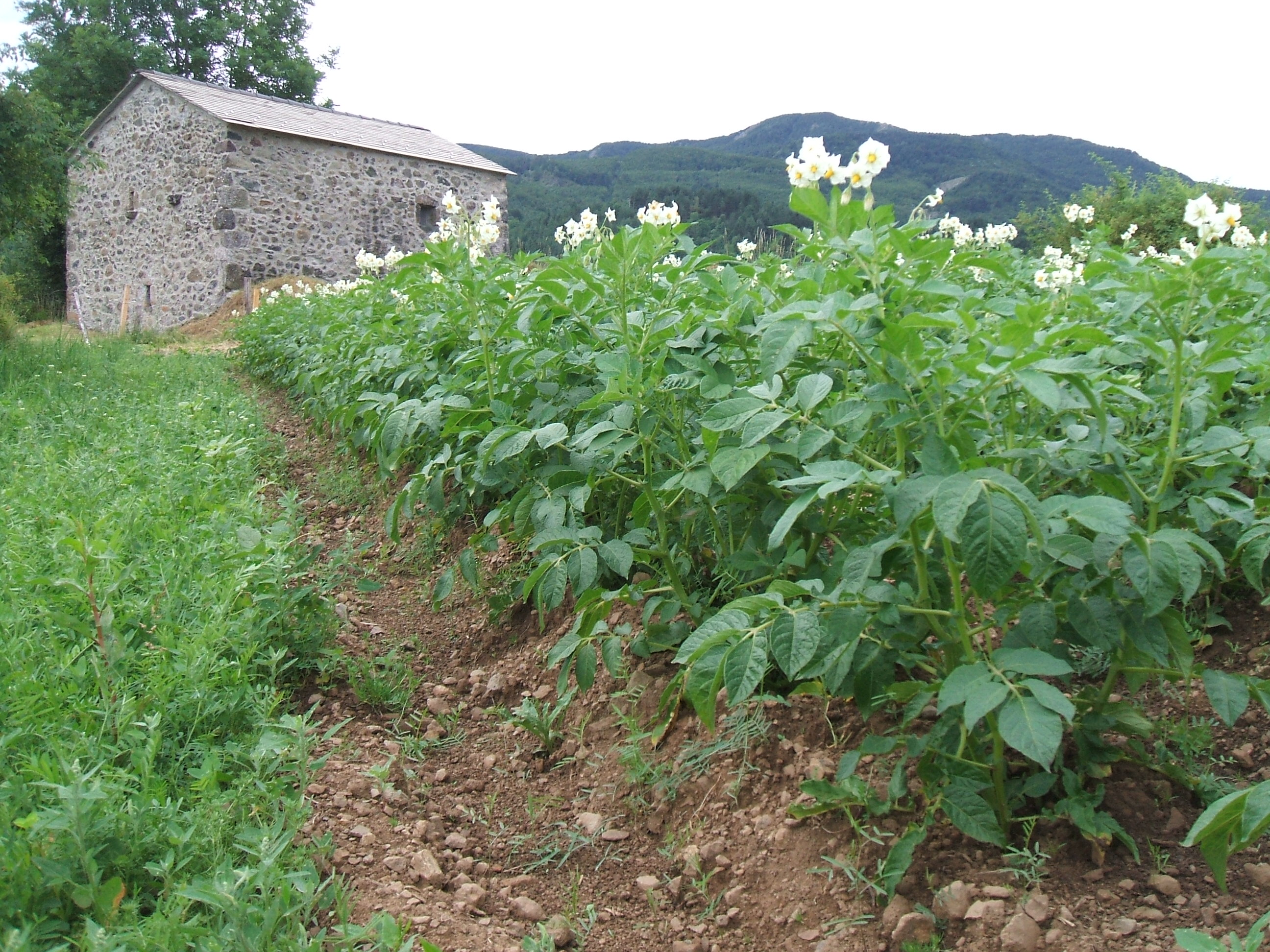 Cosa ne facciamo della montagna? La risposta del Consorzio della Quarantina