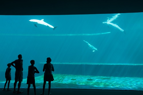 Covid, Acquario e Museo del Mare riaprono a Genova