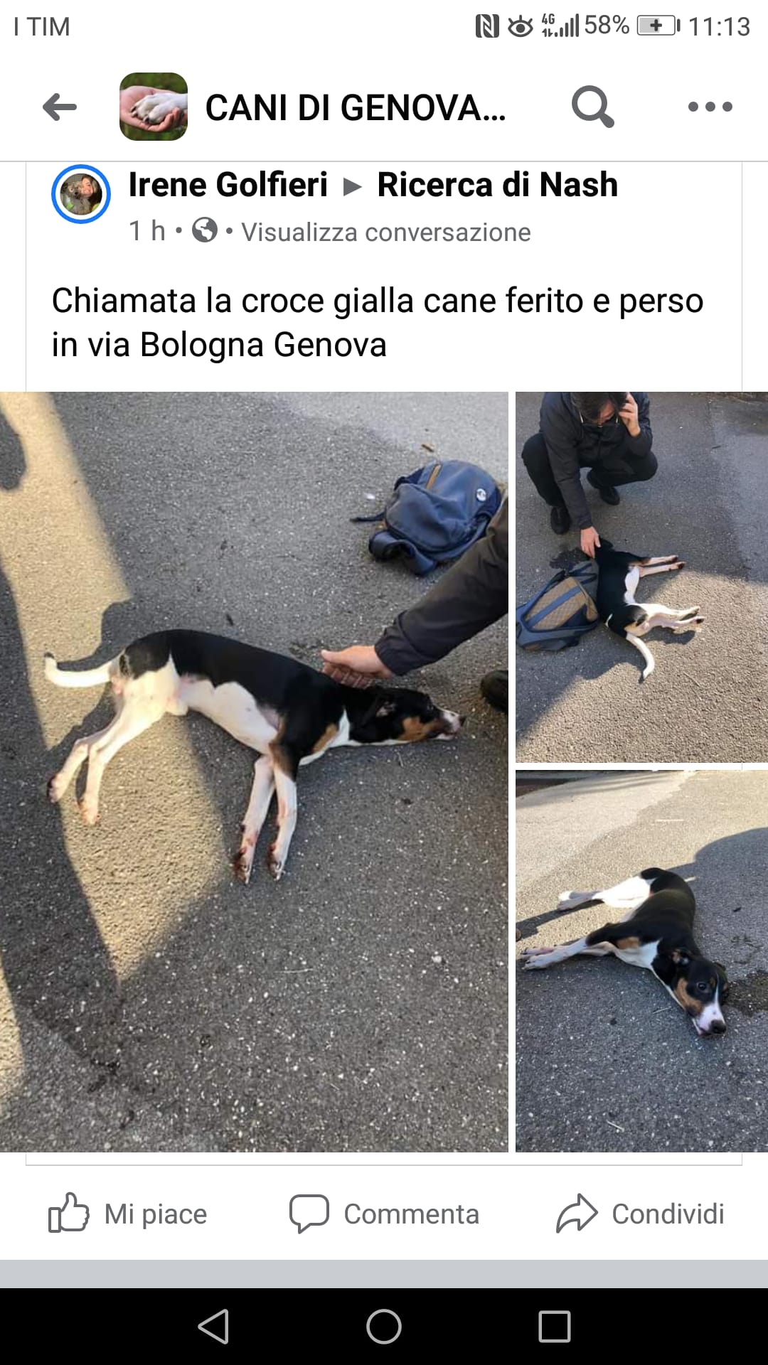  Genova, cane spaventato per strada vola da sette metri e si salva