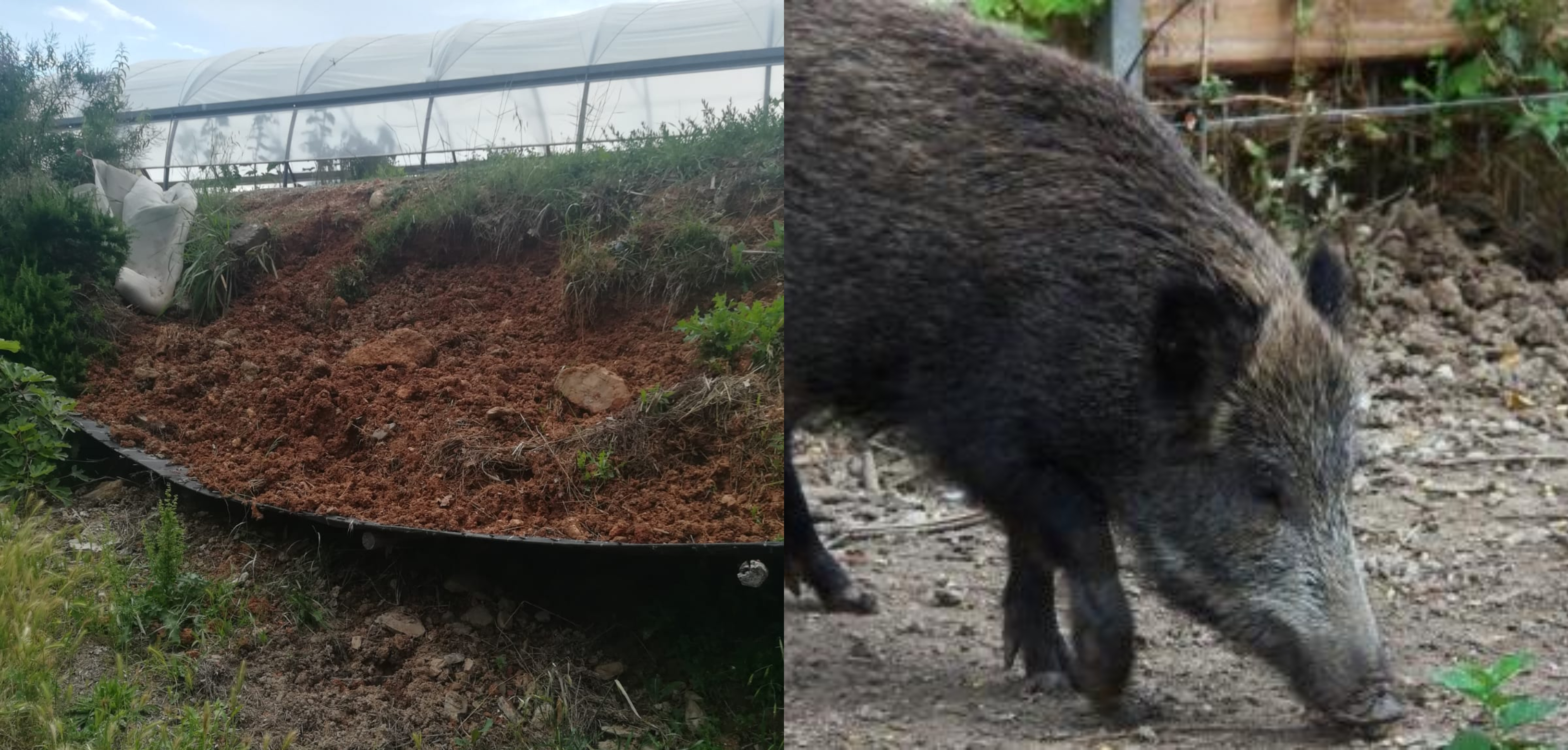 I cinghiali continuano a creare danni, gli agricoltori chiedono aiuto: “La situazione è al limite”