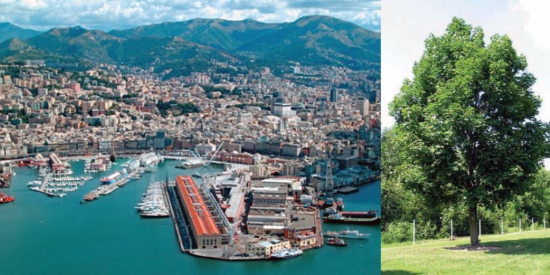 Genova tra verde e inquinamento spunta l'idea nuove piante anti smog, ecco quali sono