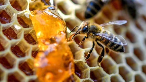 Il freddo mette a dura prova le api liguri, niente miele e nutrimento artificiale