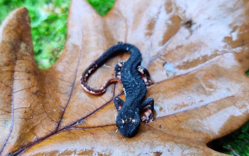 Parco del Beigua, specie animali credute scomparse: riecco la Salamandrina