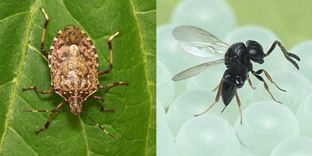 Scatta la 'guerra biologica': in Liguria contro la cimice asiatica arriva la vespa samurai