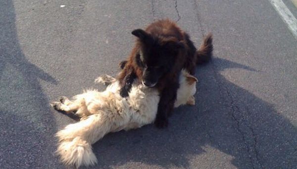 Due cani finiscono in A10: uno viene travolto e ucciso, l'altro lo veglia