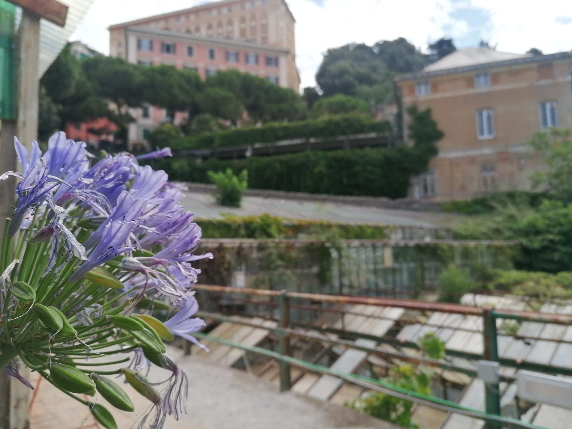 Rifioriscono le serre di San Nicola nel quartiere di Castelletto a Genova