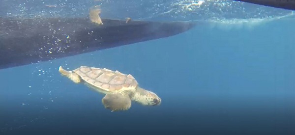 La tartaruga Nena torna in mare dopo un anno di cura all'Acquario di Genova