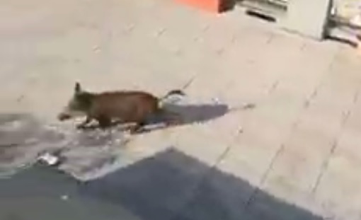 Quarto, cinghiale sfonda portone del palazzo e arriva sul terrazzo: prima si era fatto un bagno in piscina
