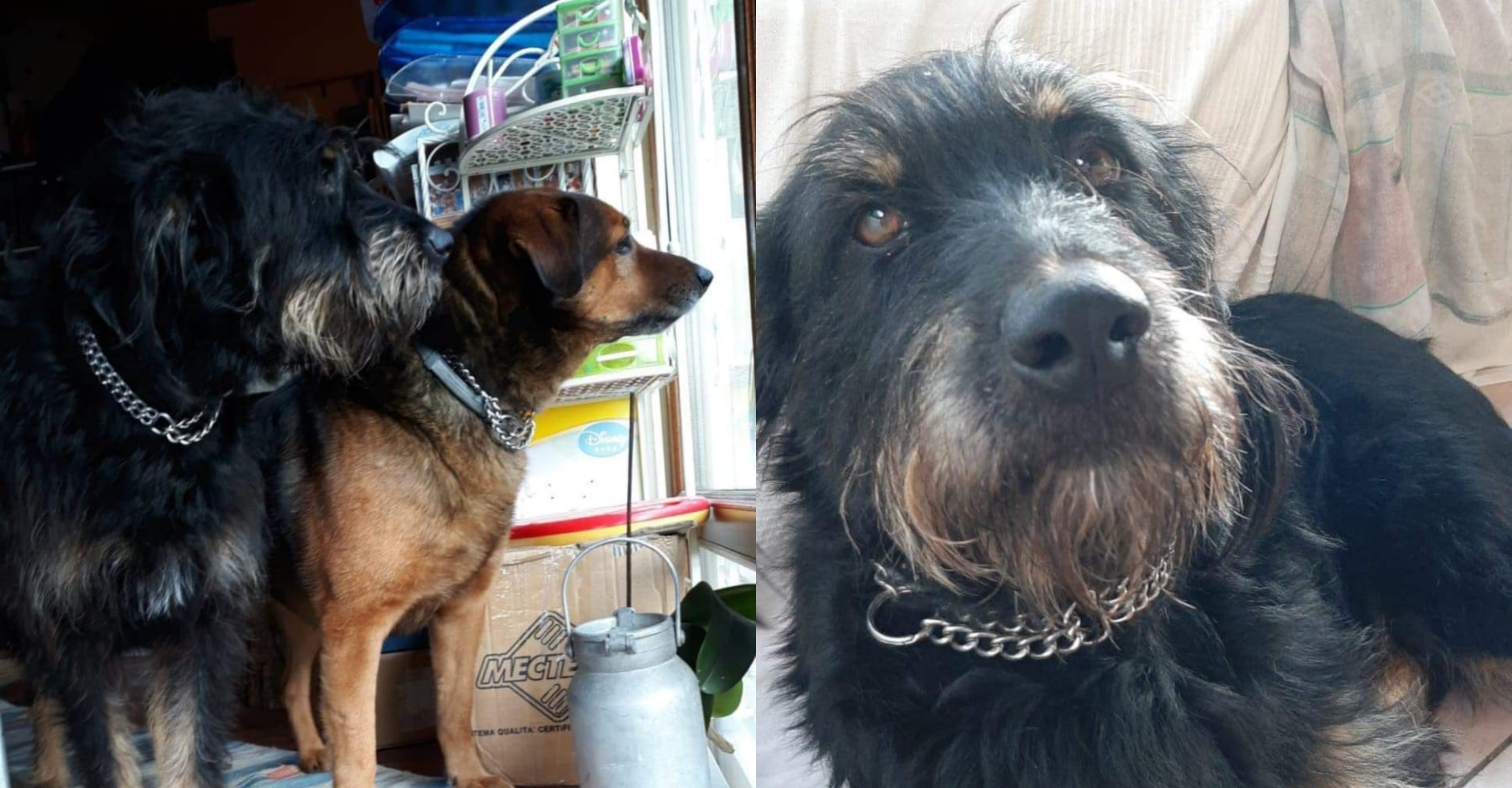 Nanà e Jonny scomparsi alla Spezia, l'appello sui social per i due cani: 