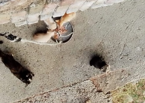 Allerta rossa, il torrente Letimbro esonda e travolge colonia di gatti: tutti morti