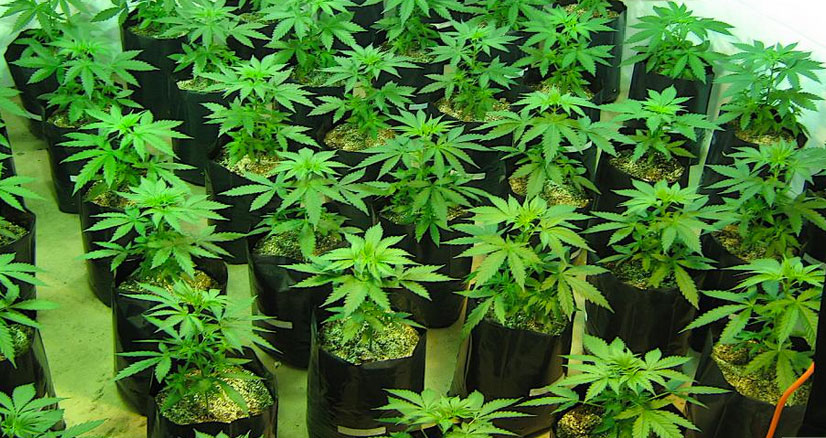 Imperia: Capitaneria indaga su furto gasolio e trova produzione marijuana 